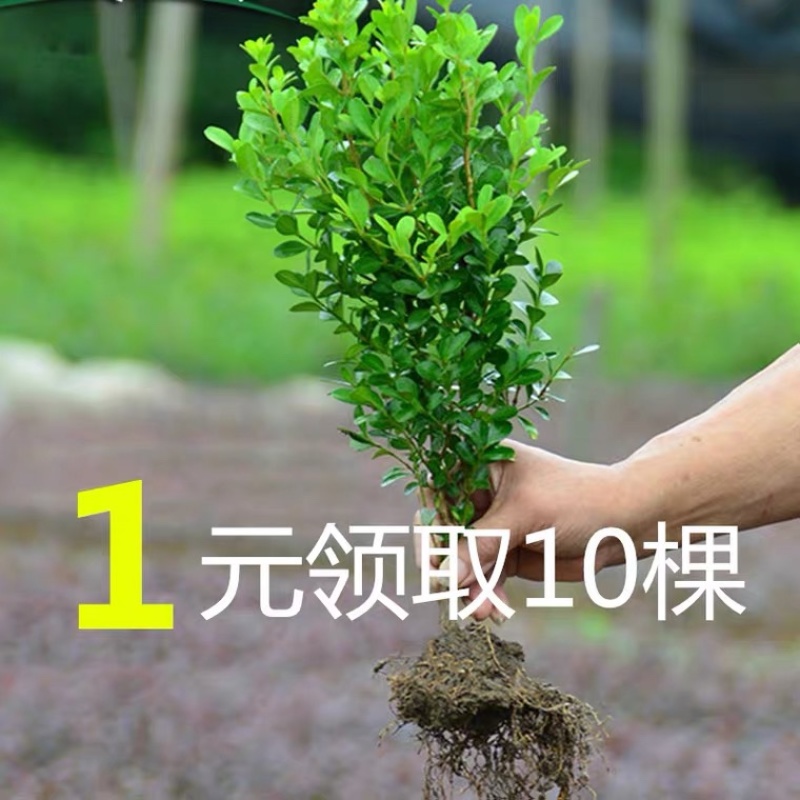 瓜子黄杨苗批发工程苗绿化室外耐寒四季常青