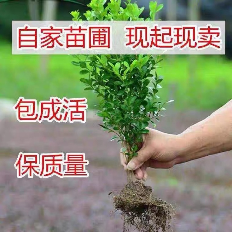 瓜子黄杨苗批发工程苗绿化室外耐寒四季常青