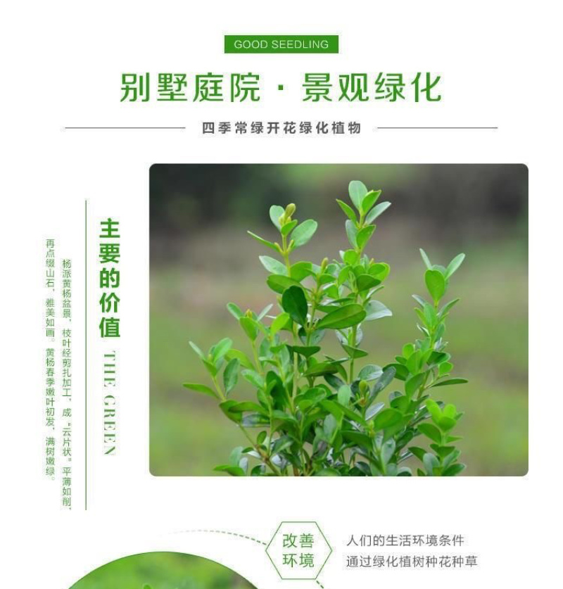 瓜子黄杨苗批发工程苗绿化室外耐寒四季常青