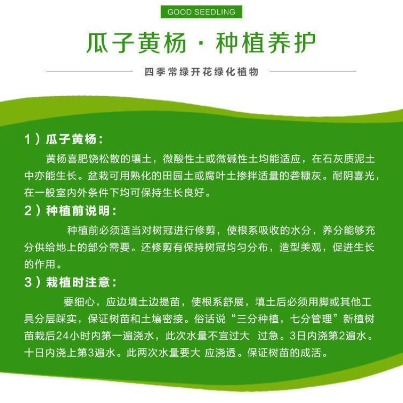 瓜子黄杨苗批发工程苗绿化室外耐寒四季常青