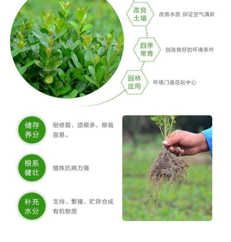 瓜子黄杨苗批发工程苗绿化室外耐寒四季常青