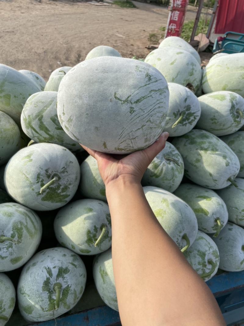 水果冬瓜，个头均匀，品质好，各种冬瓜充足