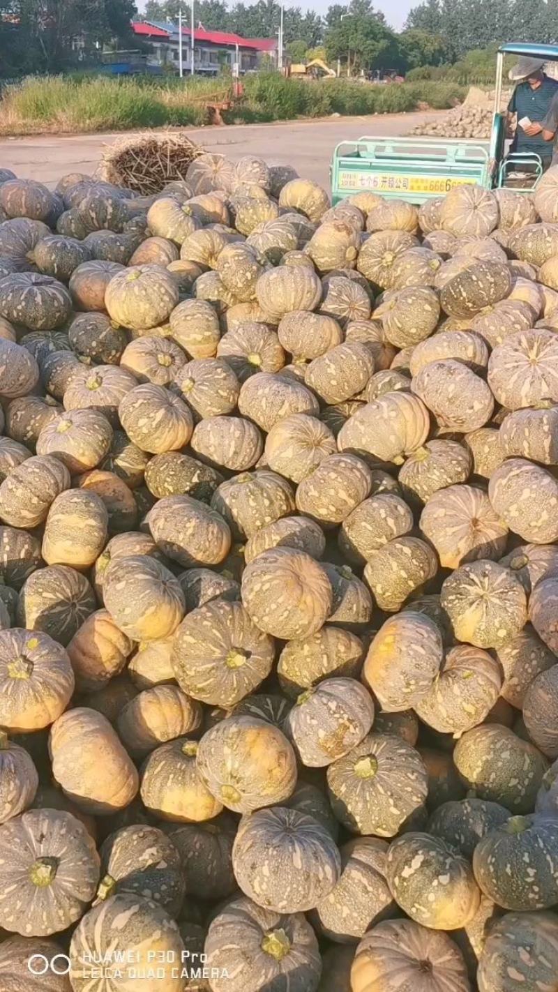 精品盘龙204，广西蔬菜基地欢迎您咨询
