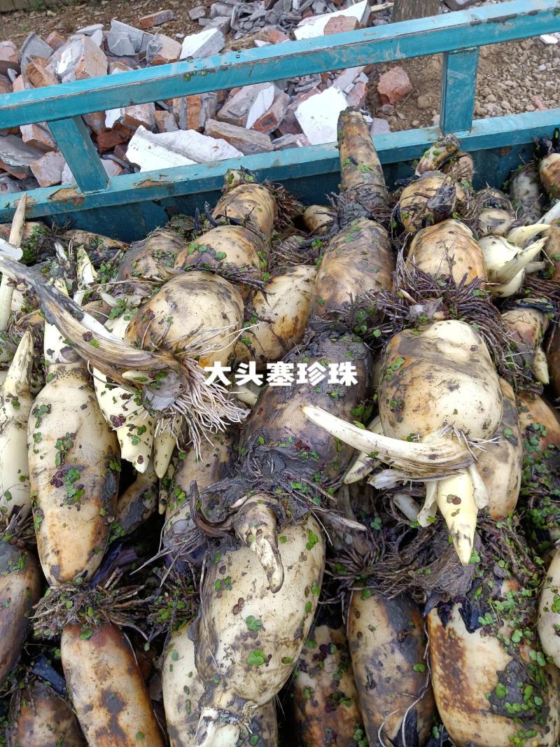各种早藕大头塞珍珠三五早藕抓紧时间订购六号大量上市中
