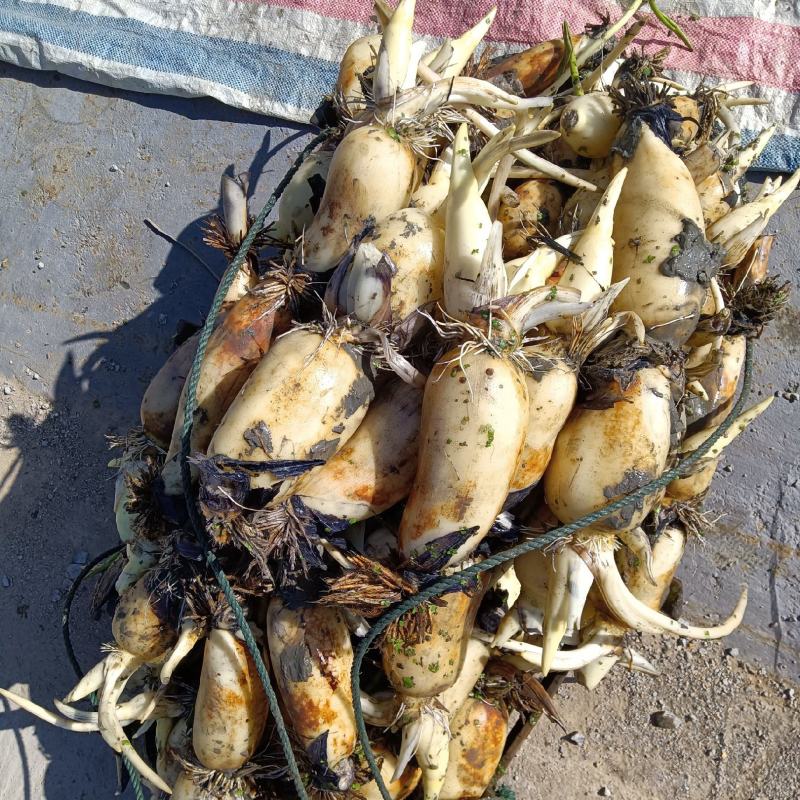 各种早藕大头塞珍珠三五早藕抓紧时间订购六号大量上市中