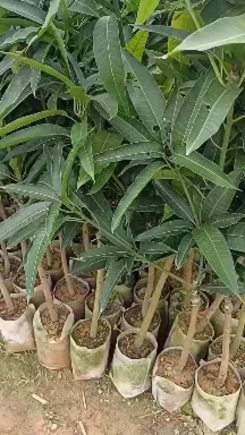 金煌芒果苗基地发货成活率高带土球发货可视频看货