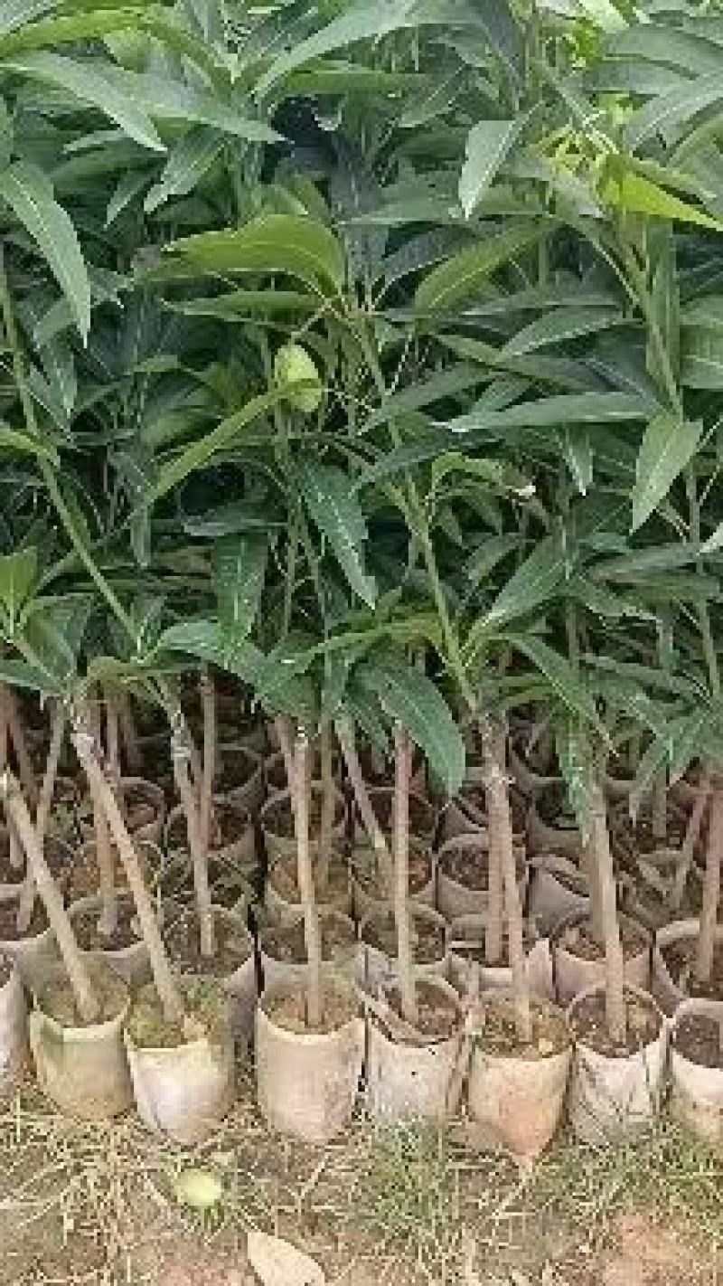 金煌芒果苗基地发货成活率高带土球发货可视频看货