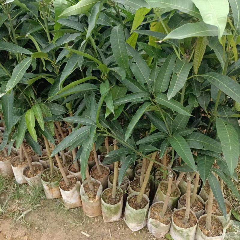 金煌芒果苗基地发货成活率高带土球发货可视频看货