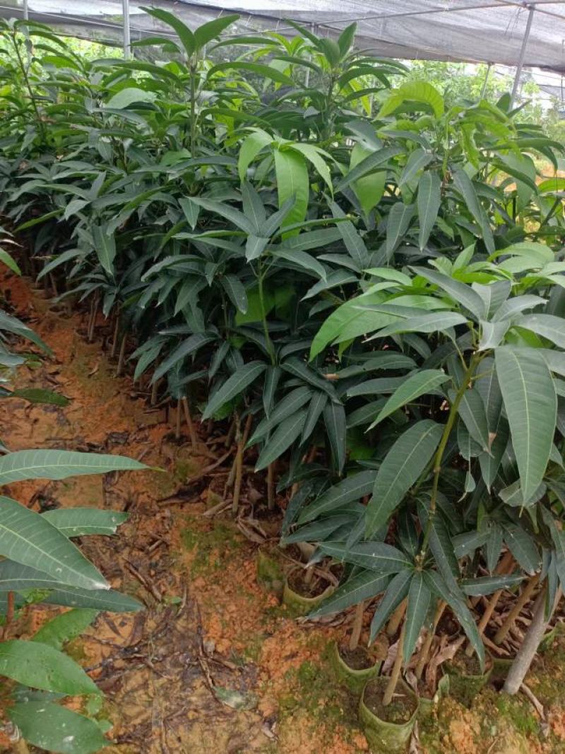 金煌芒果苗基地发货成活率高带土球发货可视频看货