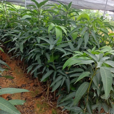 金煌芒果苗基地发货成活率高带土球发货可视频看货