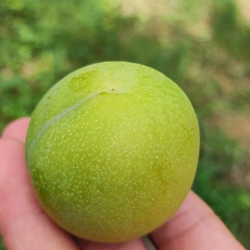 蜂糖李