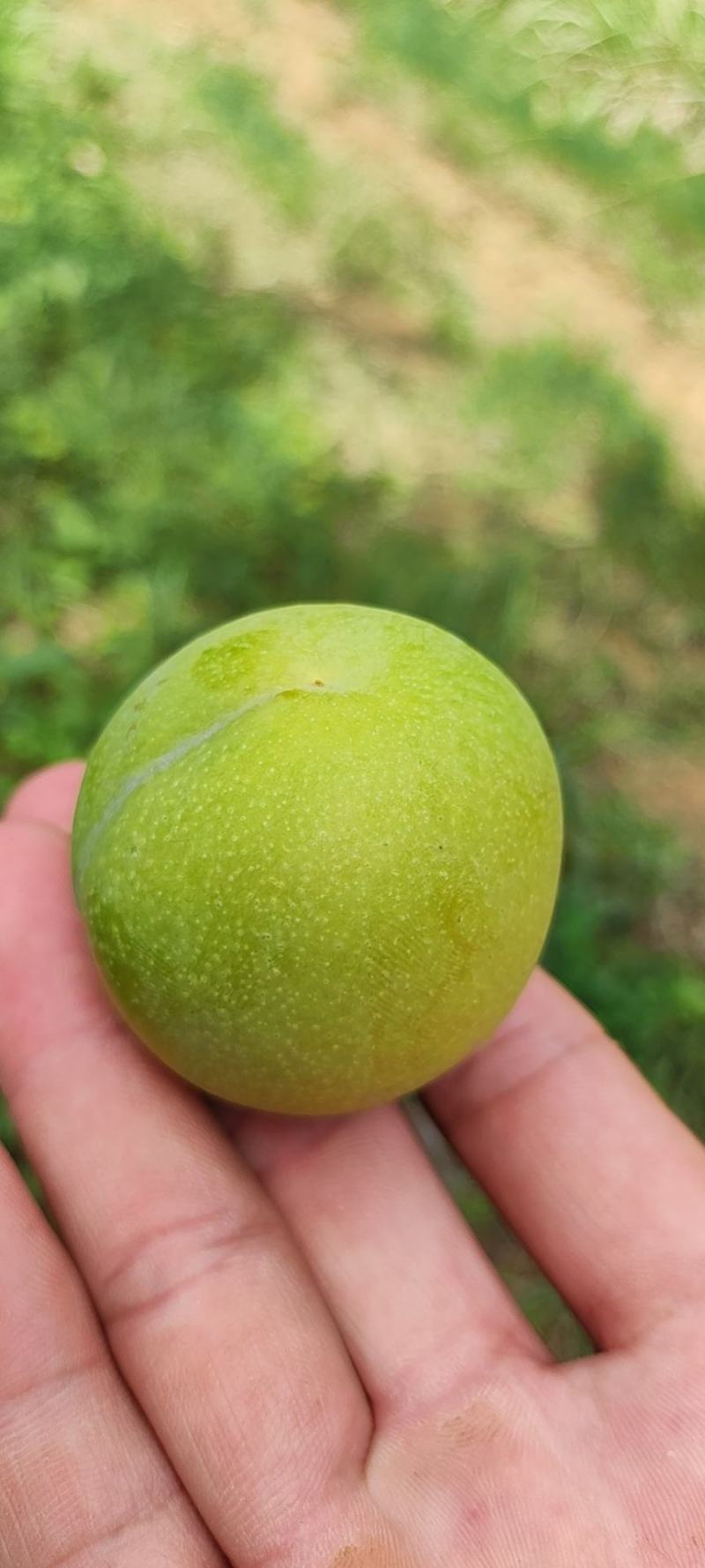 蜂糖李