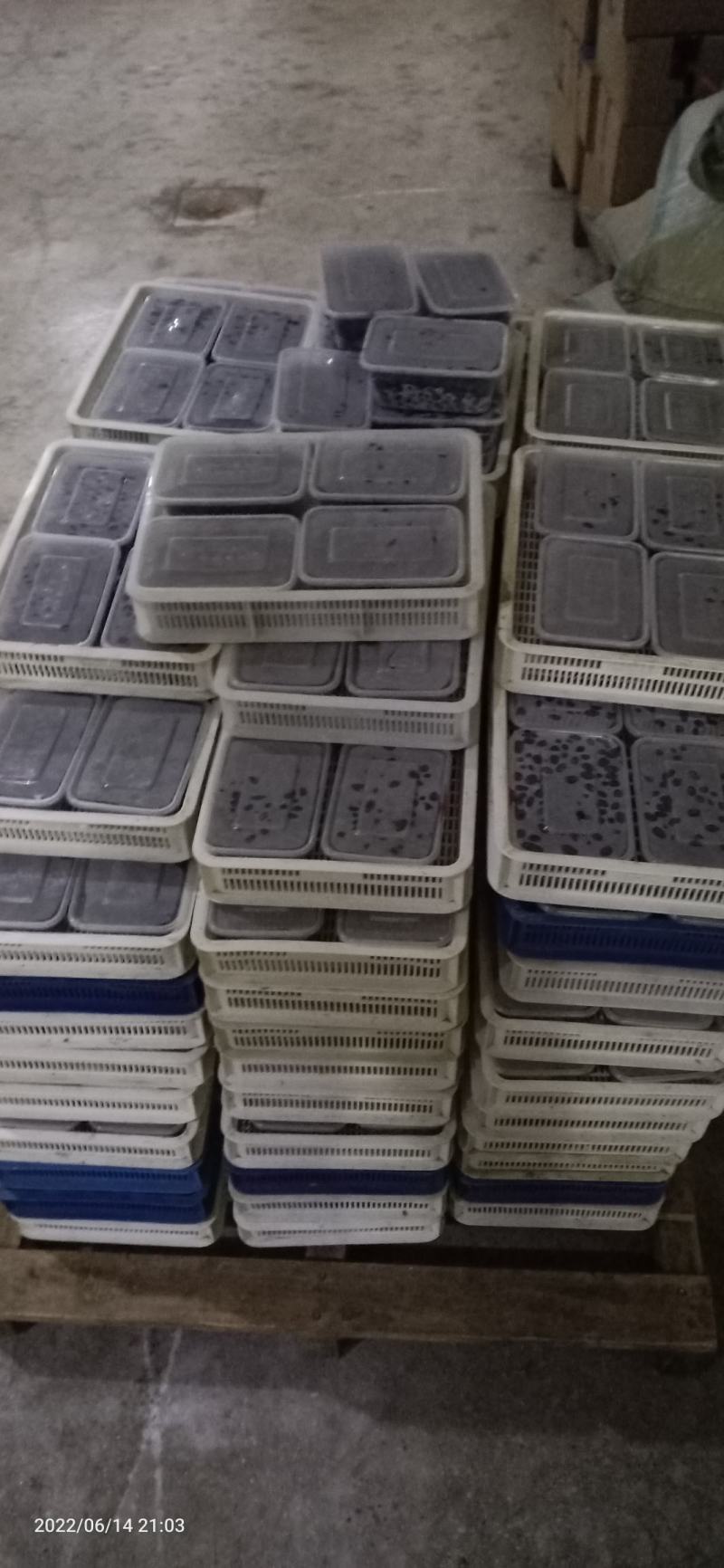 蓝靛果.产地直销量大优惠