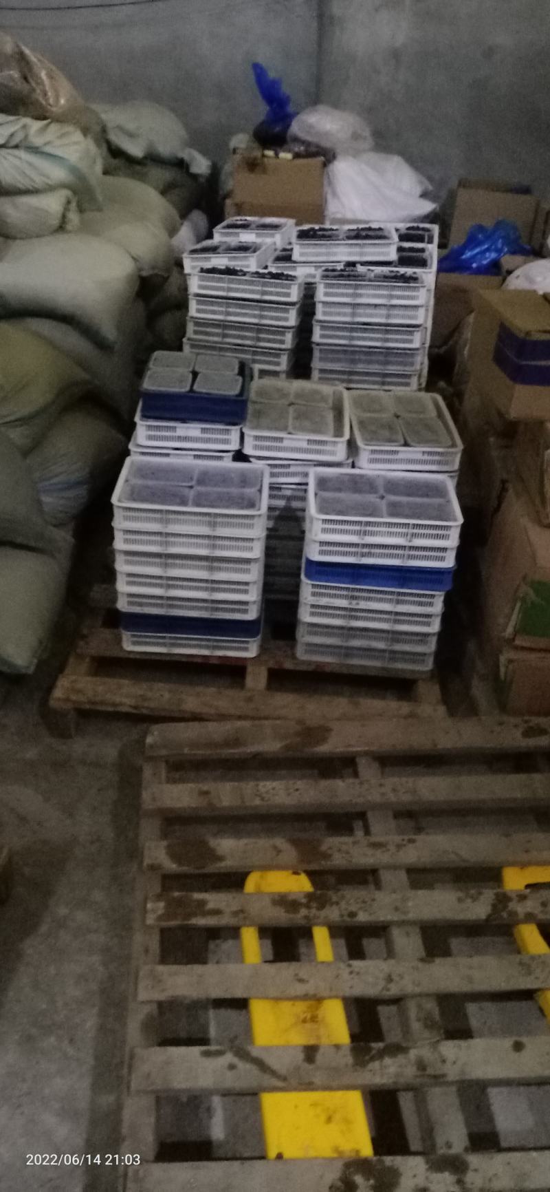 蓝靛果.产地直销量大优惠