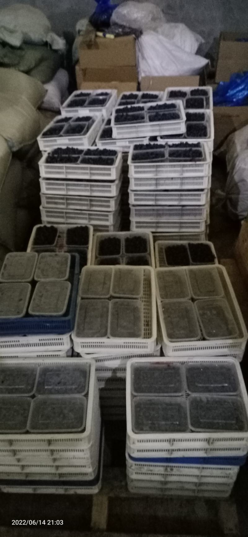 蓝靛果.产地直销量大优惠