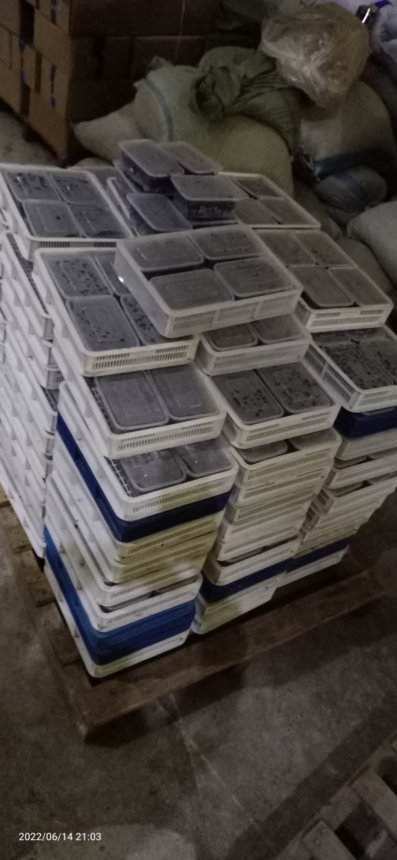 蓝靛果.产地直销量大优惠