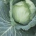莲花白