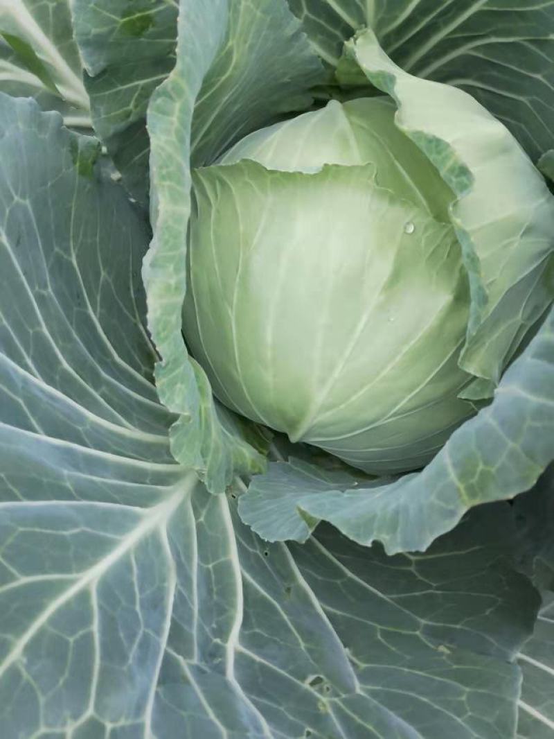 莲花白