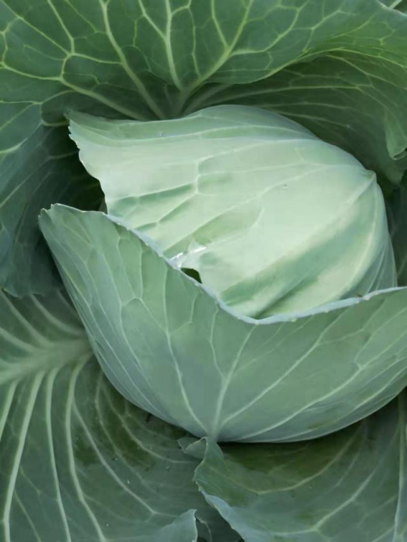 莲花白