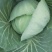 莲花白