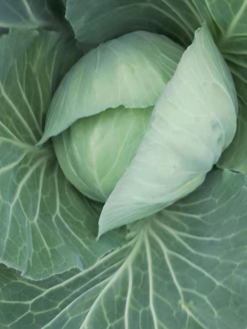 莲花白