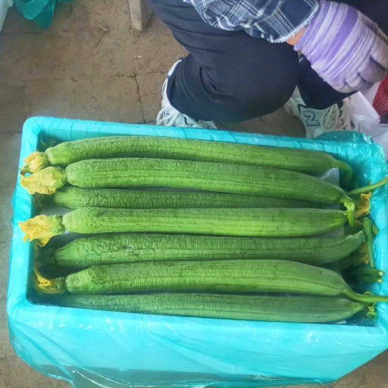 精品丝瓜