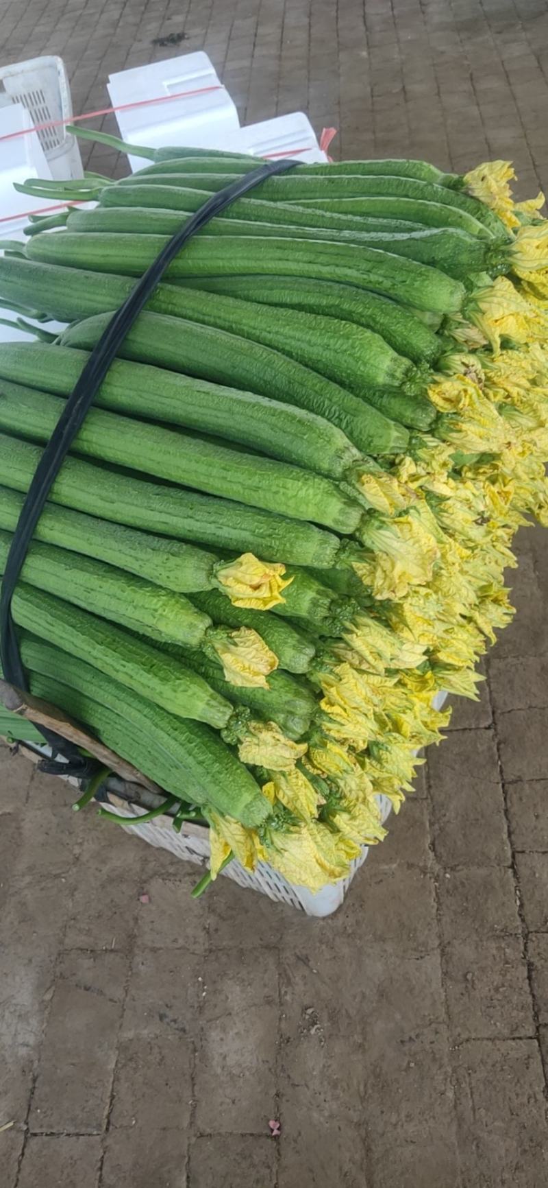 精品丝瓜