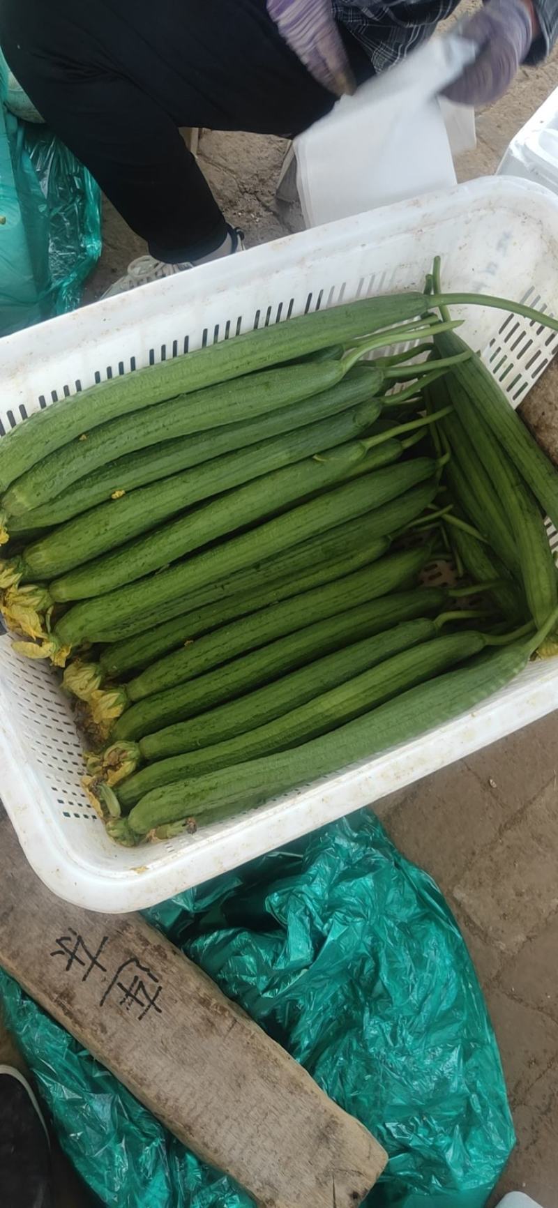 精品丝瓜