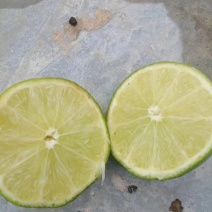 无籽青柠