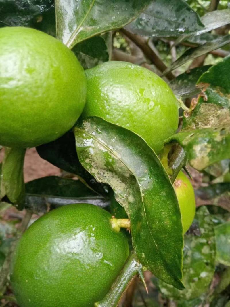 无籽青柠