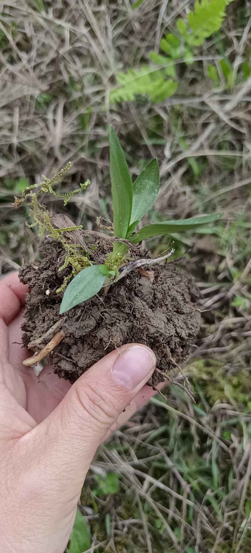 贵州野生盘龙参绶草鲜货