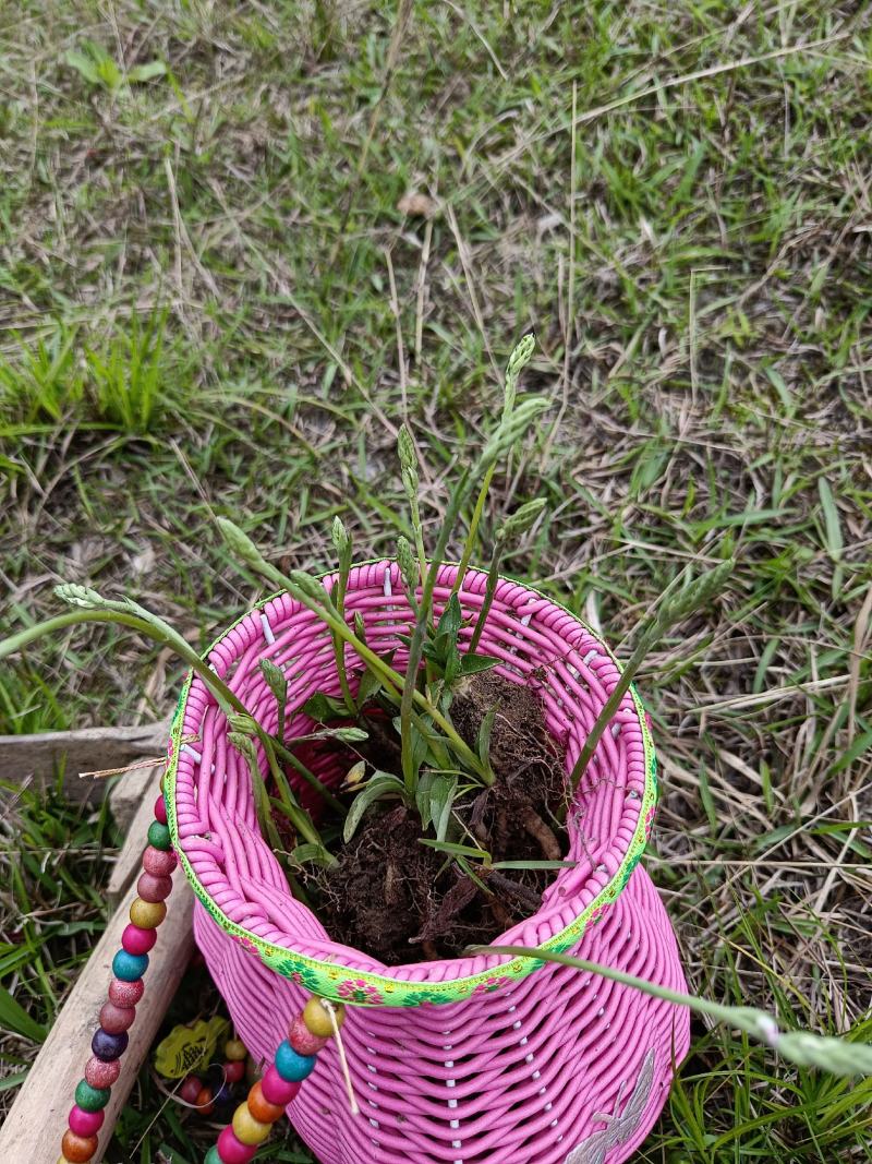贵州野生盘龙参绶草鲜货