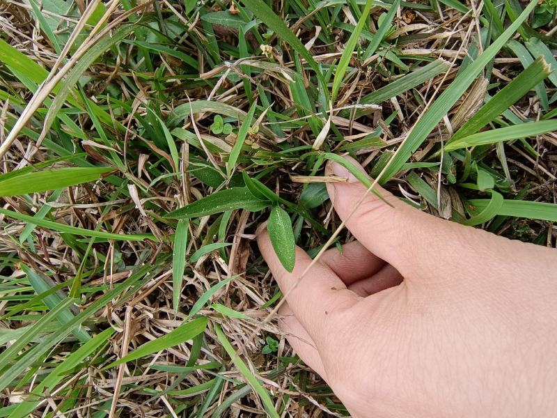 贵州野生盘龙参绶草鲜货
