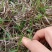 贵州野生盘龙参绶草鲜货
