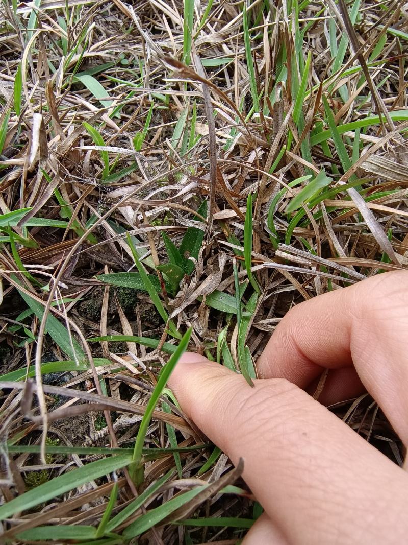 贵州野生盘龙参绶草鲜货