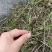 贵州野生盘龙参绶草鲜货