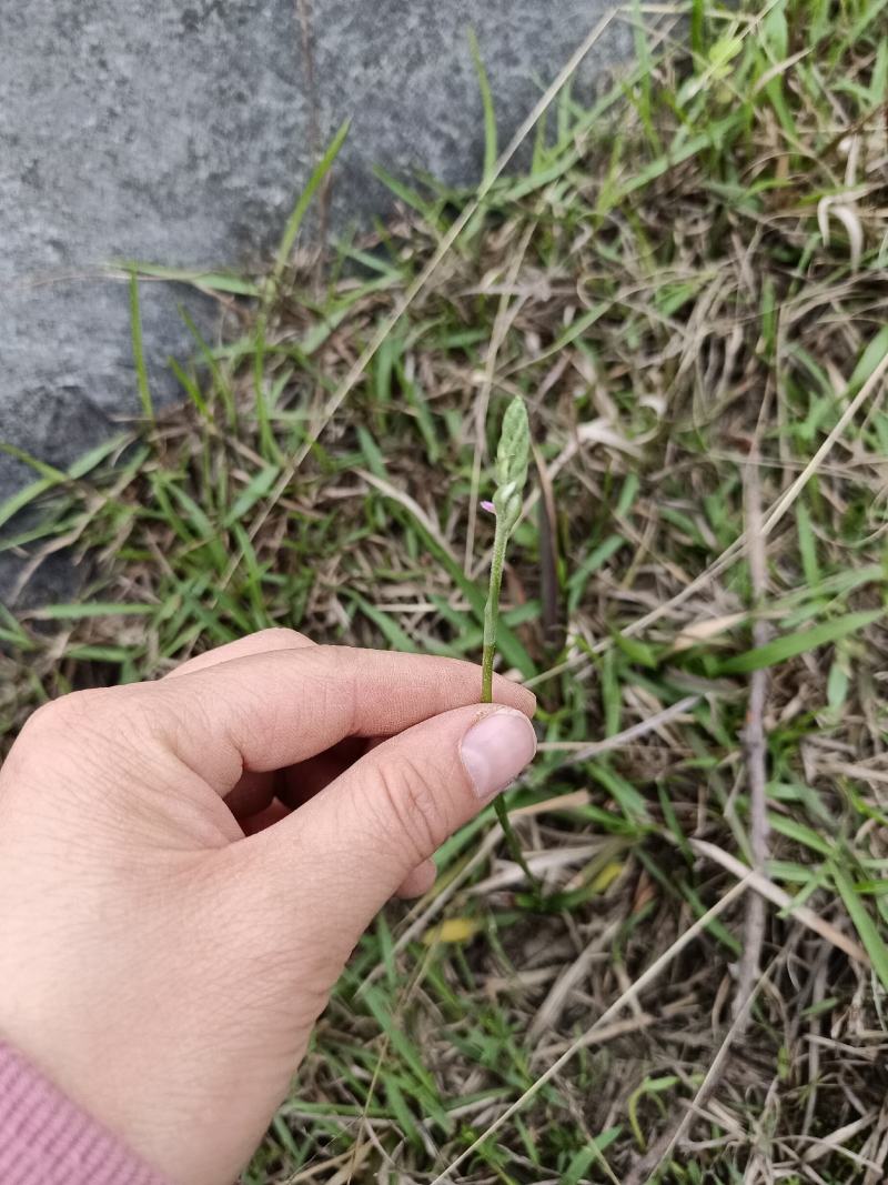 贵州野生盘龙参绶草鲜货