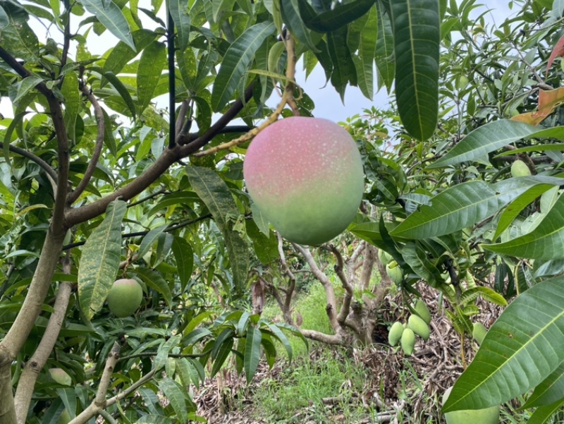 金煌芒、澳芒、台农