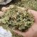 肺形草中药材新鲜干货双蝴蝶穿藤金兰花铁交杯