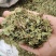 肺形草中药材新鲜干货双蝴蝶穿藤金兰花铁交杯