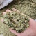 肺形草中药材新鲜干货双蝴蝶穿藤金兰花铁交杯