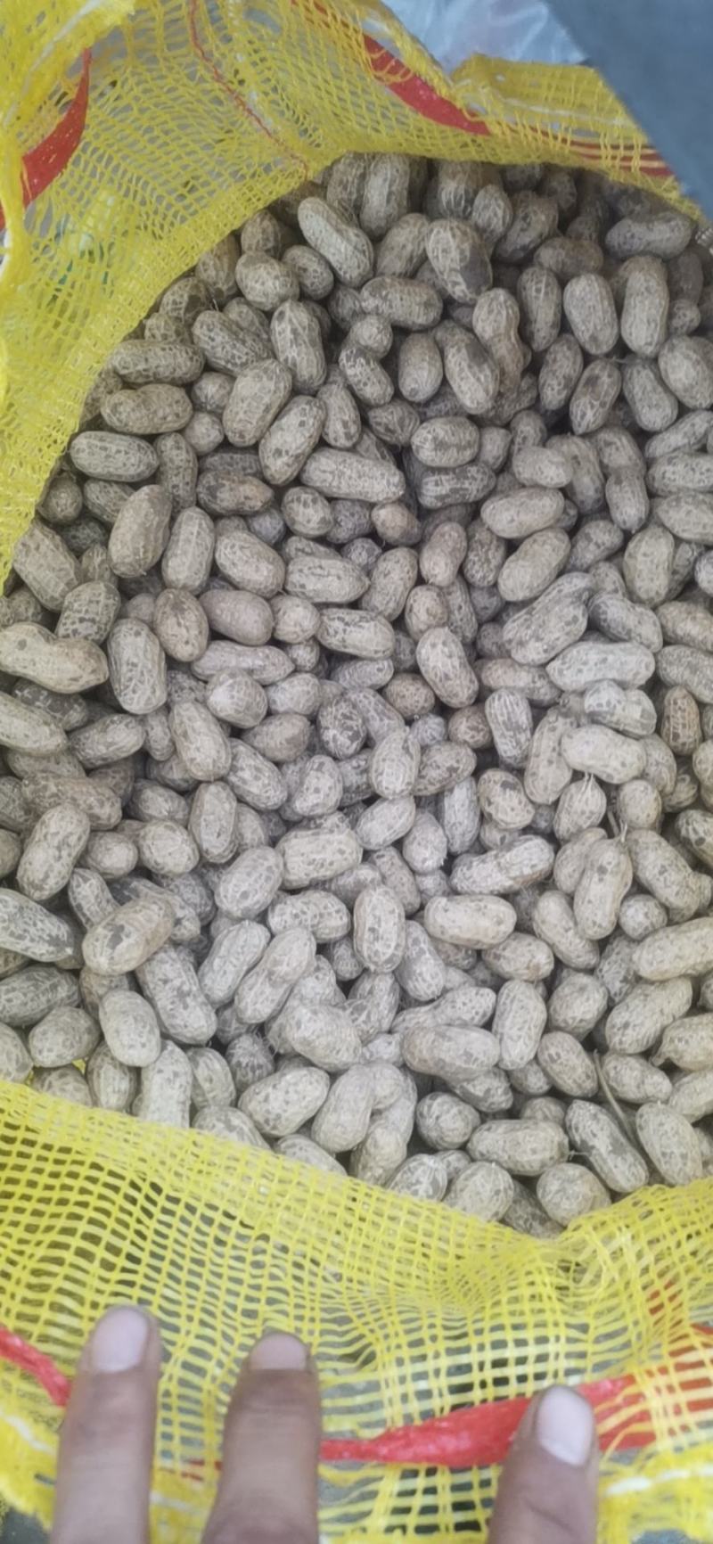 鲜花生，湿花生鲁花，，鲁花产地直发量大优货源稳定