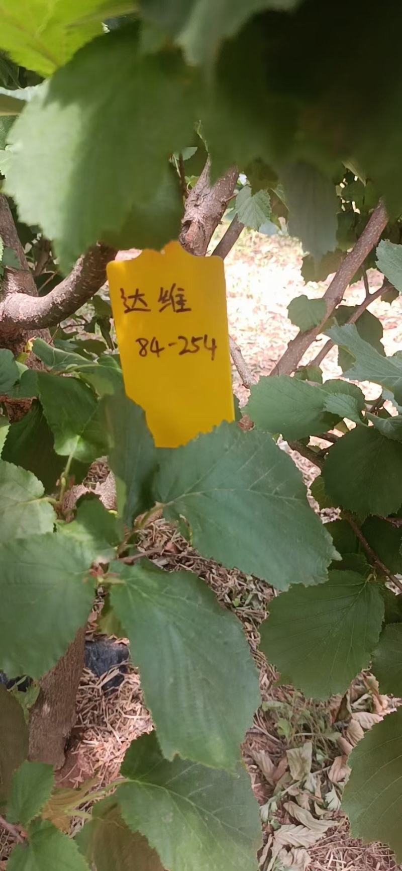 精品大榛子产地直发量大从优欢迎咨询