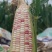 彩糯