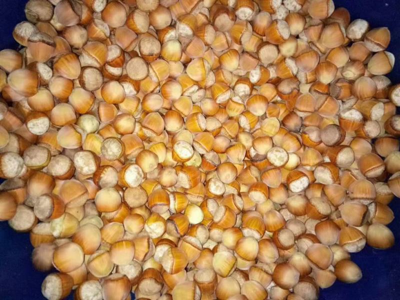 榛子精品大榛子产地直发量大从优欢迎咨询