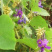 葛藤种子，护坡种籽百花银背藤野葛根边坡绿化藤本植物