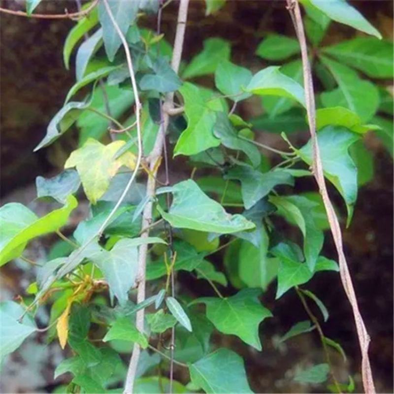 葛藤种子，护坡种籽百花银背藤野葛根边坡绿化藤本植物