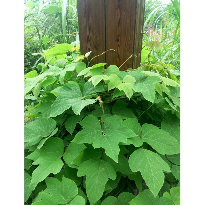 葛藤种子，护坡种籽百花银背藤野葛根边坡绿化藤本植物