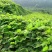葛藤种子，护坡种籽百花银背藤野葛根边坡绿化藤本植物