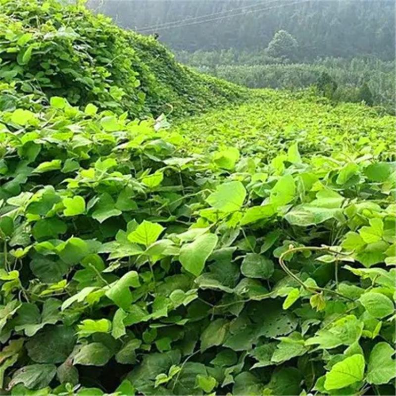 葛藤种子，护坡种籽百花银背藤野葛根边坡绿化藤本植物